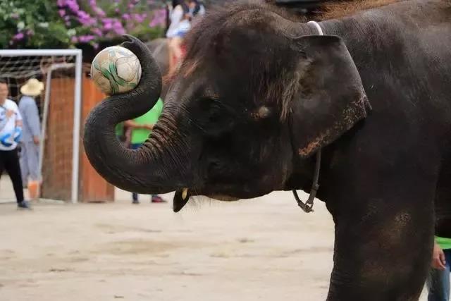 西雙版納研學夏令營