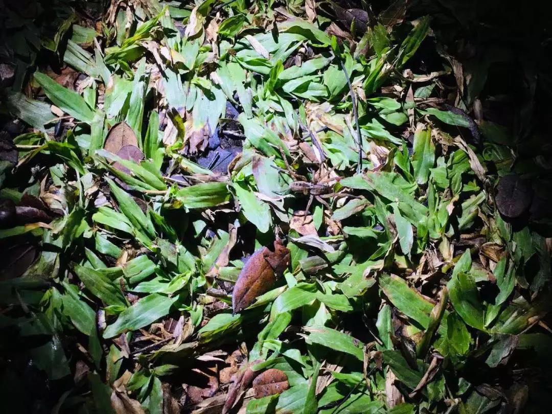 西雙版納研學(xué)夏令營