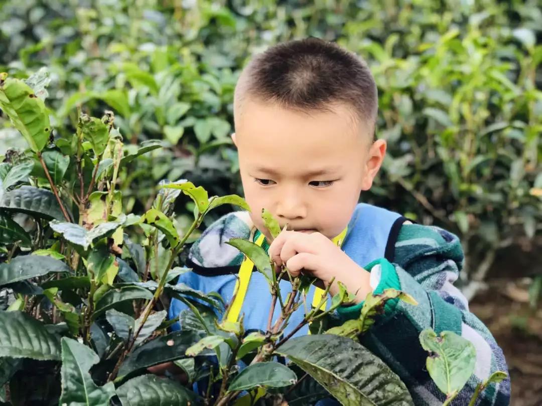 西雙版納研學(xué)夏令營